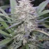 Congo Feminized Esrar Tohumu (ACE Seeds)