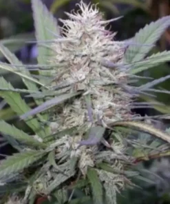 Congo Feminized Esrar Tohumu (ACE Seeds)