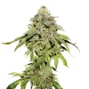 Cookies and Cream Feminized Esrar Tohumu (Seedstockers)