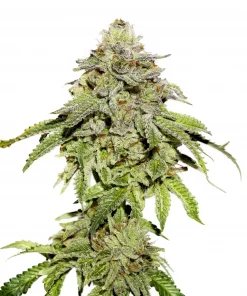 Cookies and Cream Feminized Esrar Tohumu (Seedstockers)
