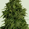 Cosmos F1 Auto Fem Esrar Tohumu (Royal Queen Seeds)