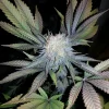 Cotton Candy Feminized Esrar Tohumu (Delicious Seeds)