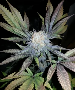 Cotton Candy Feminized Esrar Tohumu (Delicious Seeds)