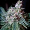 Cream Caramel Fast Version Feminized Esrar Tohumu (Sweet Seeds)