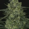 Criminal + Feminized Esrar Tohumu (Ripper Seeds)