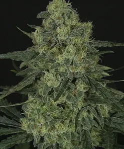 Criminal + Feminized Esrar Tohumu (Ripper Seeds)