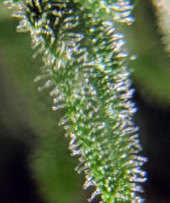Criminal + Feminized Esrar Tohumu (Ripper Seeds)