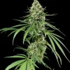 Critical + Feminized Esrar Tohumu (Dinafem)