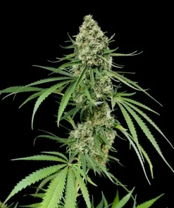 Critical + Feminized Esrar Tohumu (Dinafem)