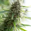 Critical Mass CBD Feminized Esrar Tohumu (Dinafem)