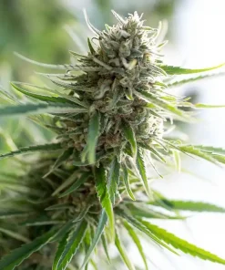 Critical Mass CBD Feminized Esrar Tohumu (Dinafem)