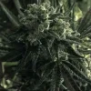 Critical Mass Feminized Esrar Tohumu (Canuk Seeds)