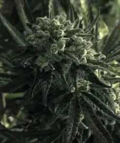 Critical Mass Feminized Esrar Tohumu (Canuk Seeds)