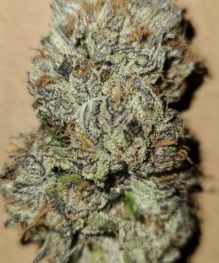 Critical Mass Feminized Esrar Tohumu (Canuk Seeds)