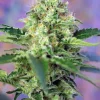 Crystal Candy Feminized Esrar Tohumu (Sweet Seeds)