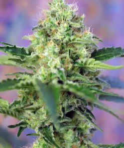 Crystal Candy Feminized Esrar Tohumu (Sweet Seeds)