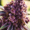 Dankberry Feminized Esrar Tohumu (Anesia Seeds)