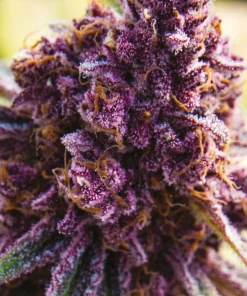 Dankberry Feminized Esrar Tohumu (Anesia Seeds)