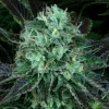 DarkStar Feminized Esrar Tohumu (T.H.Seeds)