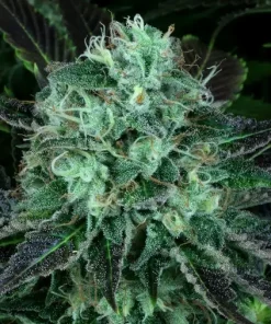 DarkStar Feminized Esrar Tohumu (T.H.Seeds)