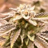 Deadryder Auto Fem Esrar Tohumu (Divine Seeds)