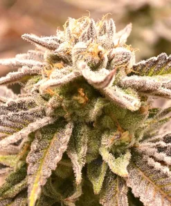 Deadryder Auto Fem Esrar Tohumu (Divine Seeds)