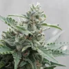 Deimos Auto Fem Esrar Tohumu (Buddha Seeds)