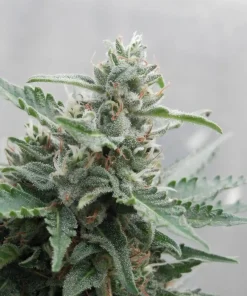 Deimos Auto Fem Esrar Tohumu (Buddha Seeds)