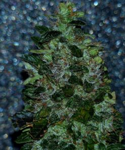 Deimos Auto Fem Esrar Tohumu (Buddha Seeds)