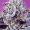 Diablos Delight's XL Auto Fem Esrar Tohumu (Sweet Seeds)