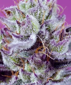 Diablos Delight's XL Auto Fem Esrar Tohumu (Sweet Seeds)