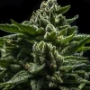 Do-G Feminized Esrar Tohumu (Ripper Seeds)