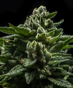 Do-G Feminized Esrar Tohumu (Ripper Seeds)