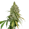 Do Si Dos Feminized Esrar Tohumu (Seedstockers)