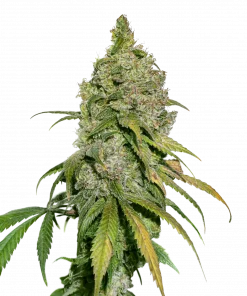 Do Si Dos Feminized Esrar Tohumu (Seedstockers)