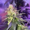 Durban Poison Feminized Esrar Tohumu (Crop King Seeds)