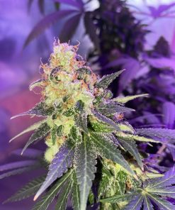 Durban Poison Feminized Esrar Tohumu (Crop King Seeds)