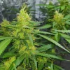 Durban Poison Feminized Esrar Tohumu (Nirvana)