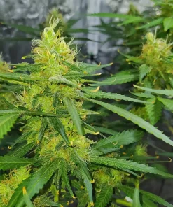 Durban Poison Feminized Esrar Tohumu (Nirvana)