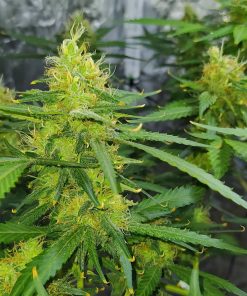 Durban Poison Feminized Esrar Tohumu (Nirvana)