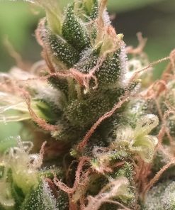 Durban Poison Feminized Esrar Tohumu (Nirvana)