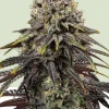 Dynamite Diesel Feminized Esrar Tohumu (Royal Queen Seeds)