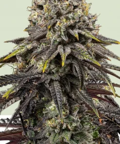 Dynamite Diesel Feminized Esrar Tohumu (Royal Queen Seeds)