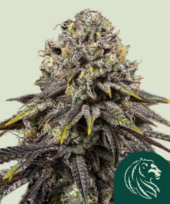 Dynamite Diesel Feminized Esrar Tohumu (Royal Queen Seeds)