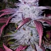 Early Lemon Berry R1 Feminized Esrar Tohumu (ETHOS Genetics)
