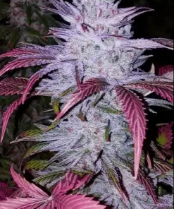 Early Lemon Berry R1 Feminized Esrar Tohumu (ETHOS Genetics)