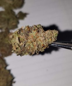 Early Lemon Berry R1 Feminized Esrar Tohumu (ETHOS Genetics)