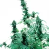 Early Skunk Regular Esrar Tohumu (Sensi Seeds)