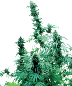 Early Skunk Regular Esrar Tohumu (Sensi Seeds)
