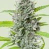 El Patron Feminized Esrar Tohumu (Royal Queen Seeds)